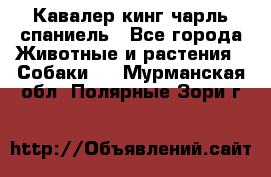 Кавалер кинг чарль спаниель - Все города Животные и растения » Собаки   . Мурманская обл.,Полярные Зори г.